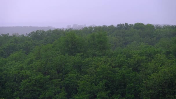 Temporale sullo sfondo di una foresta verde, Pioggia pesante con vento, Tempesta — Video Stock