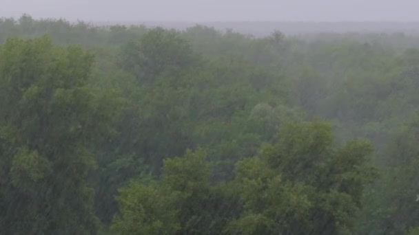 Burza na tle zielonego lasu, ulewa z wiatrem, burza — Wideo stockowe