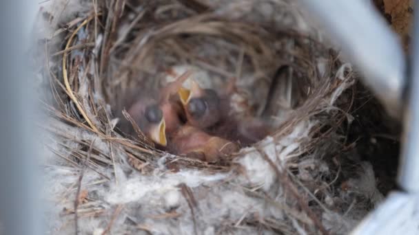 Yuvadaki Yeni Doğmuş Yavrular, Kırlangıçların Aç Yavru Kuşları Sarı Ağızları Açtı — Stok video