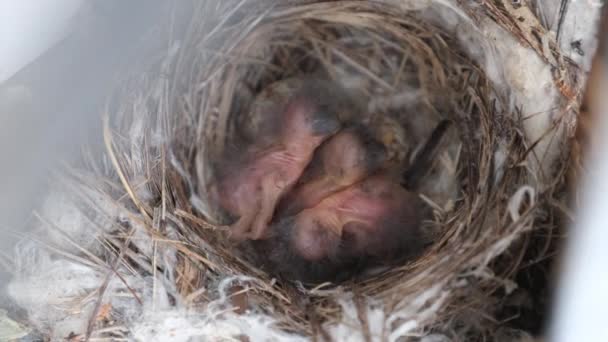 Poussins nouveau-nés dans le nid, bébés oiseaux affamés d'hirondelles Bouches jaunes ouvertes — Video