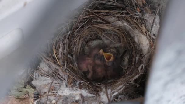 Pulcini appena nati nel nido, Uccelli affamati delle rondini bocche gialle aperte — Video Stock