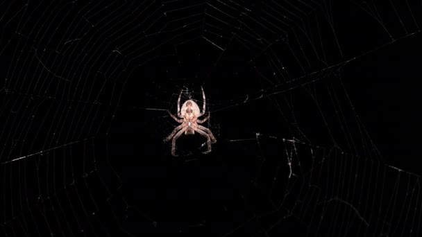 Araña en la web por la noche, araña grande se sienta en el centro de la red, macro — Vídeos de Stock