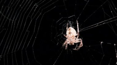 Örümcek Gece Ağı 'nda, Büyük Örümcek İnternetin Merkezinde Oturuyor, Macro