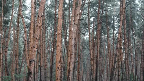 Forêt de pins pendant les fortes pluies, troncs et arbres de la couronne à travers les gouttes de pluie — Video