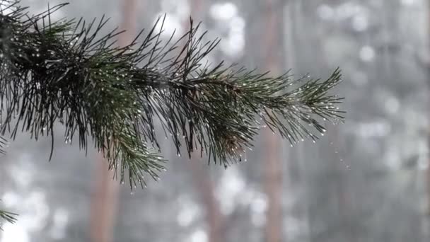 Erős esőzés idején az esőcseppek végigfutnak az ág tűin. — Stock videók