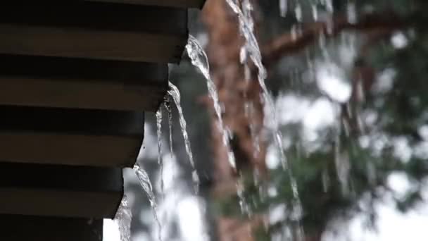 Kapky dešťové vody stékají ze střechy a padají poblíž Pine Forest Zpomalený pohyb — Stock video