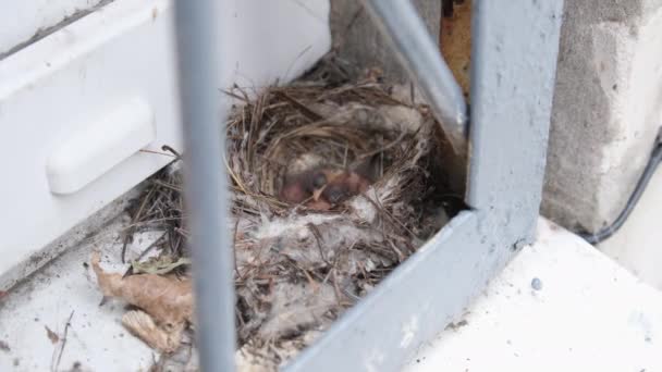 Novorozená mláďata v hnízdě, hladoví ptáčci vlaštovky Otevřená žlutá ústa — Stock video