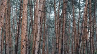 Şiddetli Yağmur Altında Kasvetli Çam Ormanı, Yağmur Damlaları Arasında Gövde ve Tahta Ağaçlar