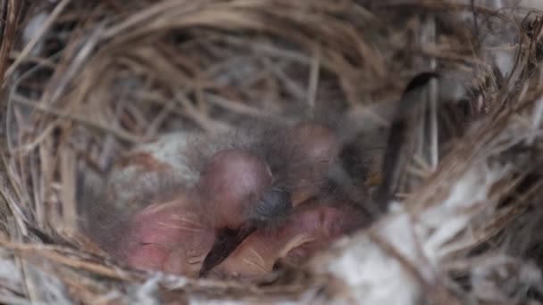 Filhotes recém-nascidos no ninho, pássaros de andorinhas famintos abrir bocas amarelas — Vídeo de Stock
