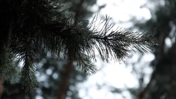 Rama de pino durante lluvia fuerte, gotas de lluvia corren por las agujas de la rama — Vídeo de stock