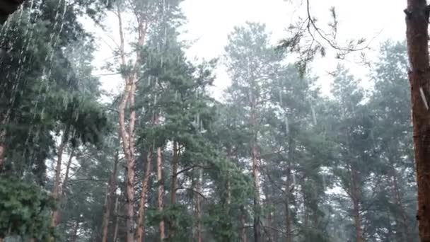 Floresta de pinheiros sombrios durante chuvas fortes, troncos e árvores da coroa através de gotas de chuva — Vídeo de Stock