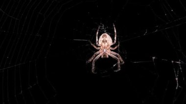Örümcek Gece Ağı 'nda, Büyük Örümcek İnternetin Merkezinde Oturuyor, Macro