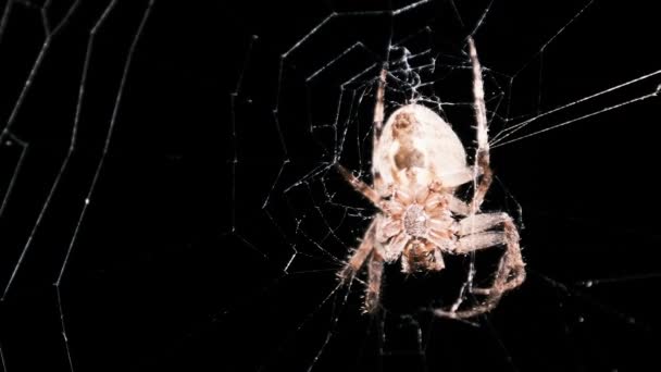 Aranha na Web à noite, Grande Aranha Senta-se no centro da rede, Macro — Vídeo de Stock