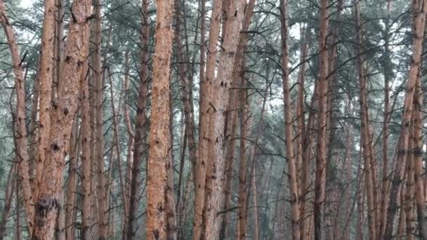 Gloomy dennenbos tijdens hevige regenval, valken en kroonbomen door regendruppels — Stockvideo