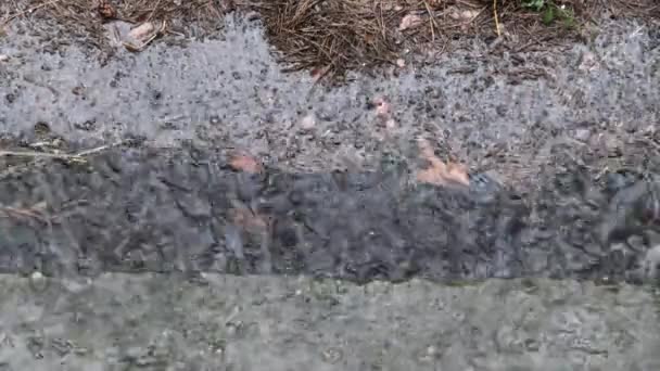 Regndråber falder i en mudret pyt i løbet af en regnvejrsdag – Stock-video
