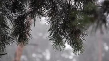 Şiddetli Yağmur Altında Çam Ağacı, Dalların Şırıngalarından Yağmur Damlaları akıyor