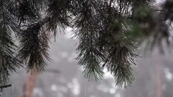 Ramo de pinheiro durante a chuva forte, gotas de chuva correm pelas agulhas do ramo — Vídeo de Stock