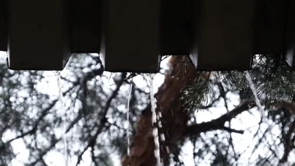 Σταγόνες του βρόχινου νερού που ρέει κάτω από την οροφή και πτώση κοντά στο πευκοδάσος αργή κίνηση — Αρχείο Βίντεο