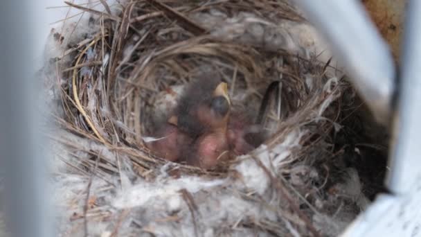 Poussins nouveau-nés dans le nid, bébés oiseaux affamés d'hirondelles Bouches jaunes ouvertes — Video