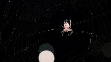 Örümcek Gece Ağı 'nda, Büyük Örümcek İnternetin Merkezinde Oturuyor, Macro