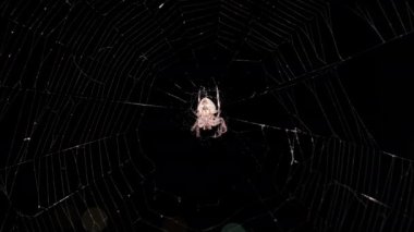 Örümcek Gece Ağı 'nda, Büyük Örümcek İnternetin Merkezinde Oturuyor, Macro