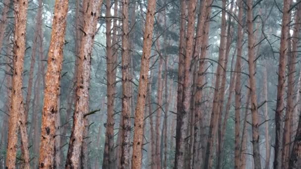 Bosque de pino sombrío durante la lluvia intensa, troncos y árboles de la corona a través de gotas de lluvia — Vídeos de Stock