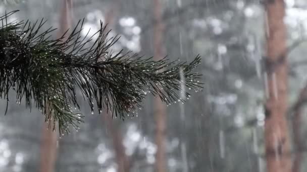 Dennentak Tijdens hevige regenval lopen regendruppels door de naalden van de tak — Stockvideo