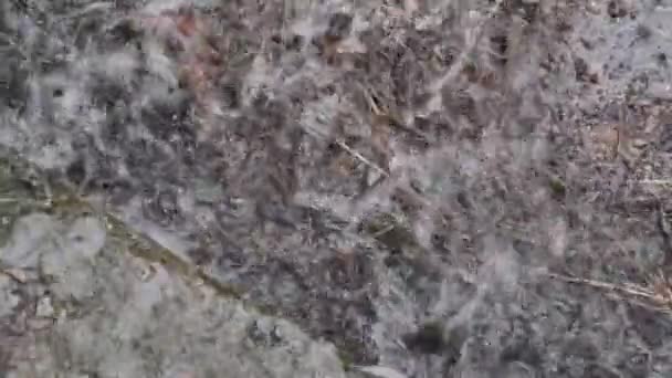 Regndroppar faller ner i en lerig pöl under en regnig dag — Stockvideo