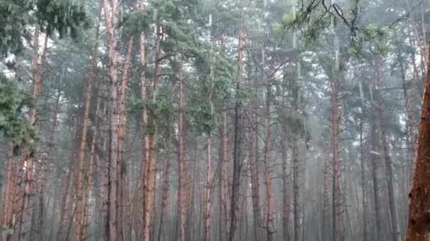 Bosque de pino sombrío durante la lluvia intensa, troncos y árboles de la corona a través de gotas de lluvia — Vídeo de stock