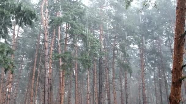 Düstere Kiefernwälder bei starkem Regen, Stämme und Kronen durch Regentropfen — Stockvideo