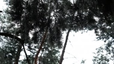 Şiddetli Yağmur Altında Çam Ağacı, Dalların Şırıngalarından Yağmur Damlaları akıyor