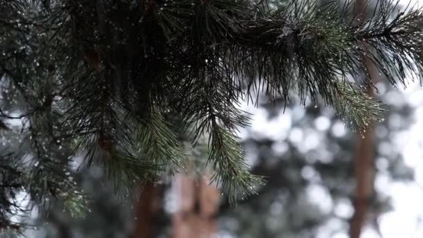 大雨の際の松の枝、枝の針の下を雨滴が走る — ストック動画