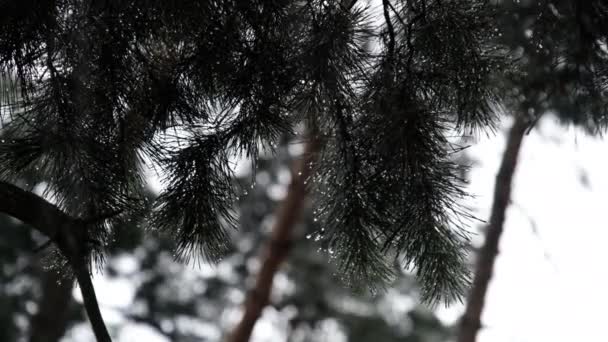 Pine Branch Under kraftiga regn, Regndroppar Kör ner nålarna i grenen — Stockvideo