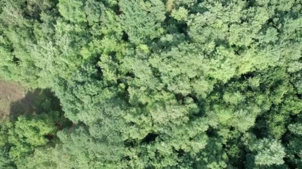 Vista aérea Multi-Storey Edifícios perto de Green Forest na área residencial na cidade — Vídeo de Stock