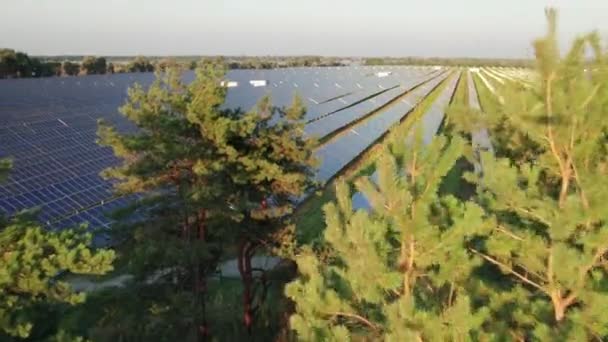 Aerial View of Solar Farm on the Green Field at Sunset Time, Solar Panels in Row — Stock Video
