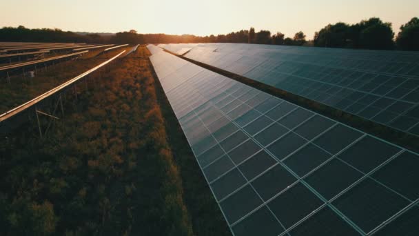 Flygfoto över Solar Farm på det gröna fältet vid solnedgången tid, Solpaneler i rad — Stockvideo