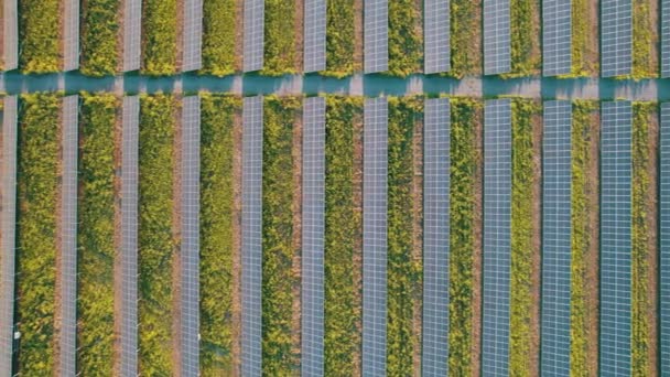 Luftaufnahme der Solarfarm auf der grünen Wiese bei Sonnenuntergang, Sonnenkollektoren in Reihe — Stockvideo