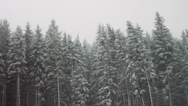 Sterke sneeuw komt op de achtergrond van kerstbomen — Stockvideo