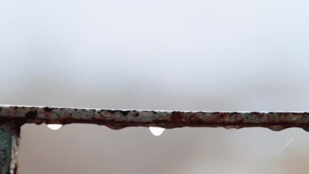 Gotas de agua goteando en la lluvia — Vídeos de Stock