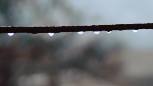 Gocce d'acqua che gocciolano sotto la pioggia — Video Stock