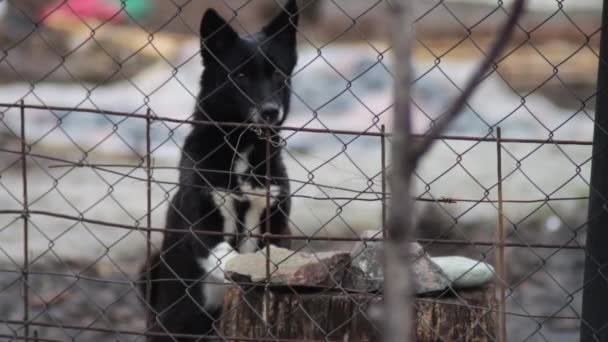 Perro ladrando detrás de una valla — Vídeos de Stock