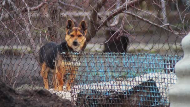 Hund bellt hinter Zaun — Stockvideo