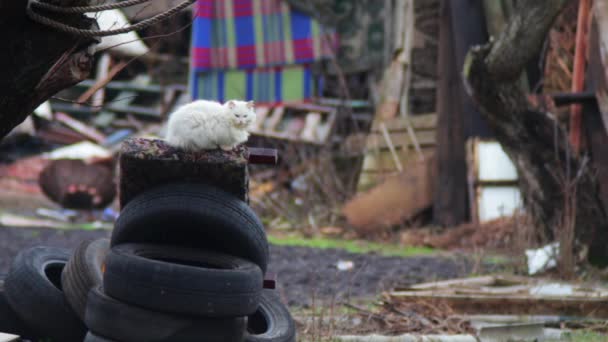 Katt som sitter på bildäck — Stockvideo