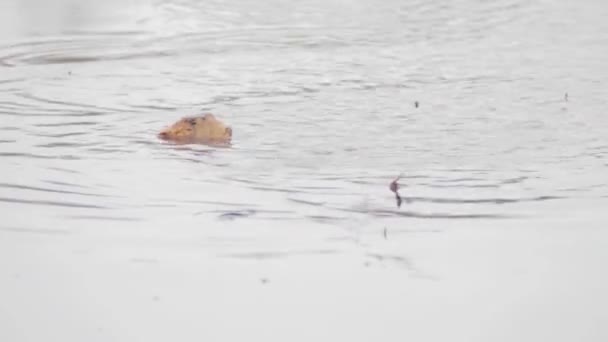 Piedra lanzada en un charco de barro — Vídeo de stock