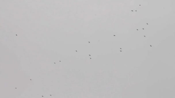 Ptaki latają po niebie. — Wideo stockowe