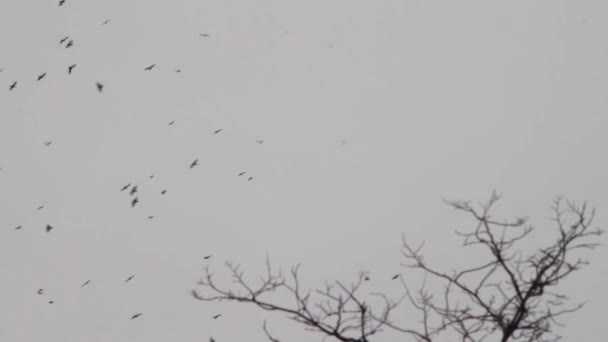 Vögel fliegen am Himmel und umkreisen den Baum