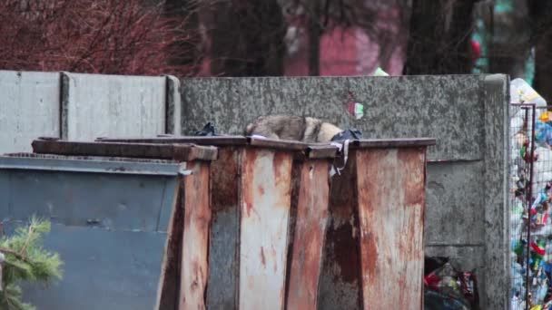 Perros en la basura — Vídeo de stock