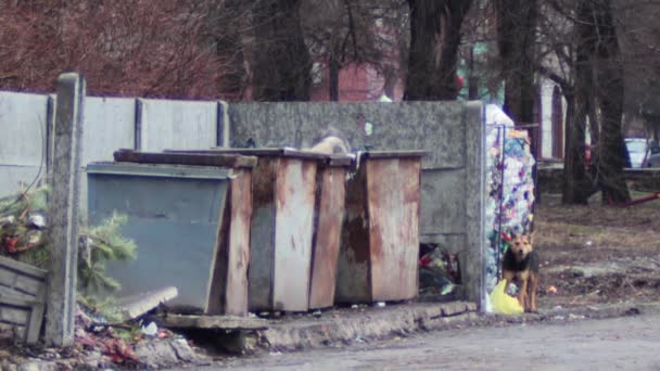 Perros en la basura — Vídeo de stock