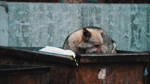 Cães no lixo — Vídeo de Stock