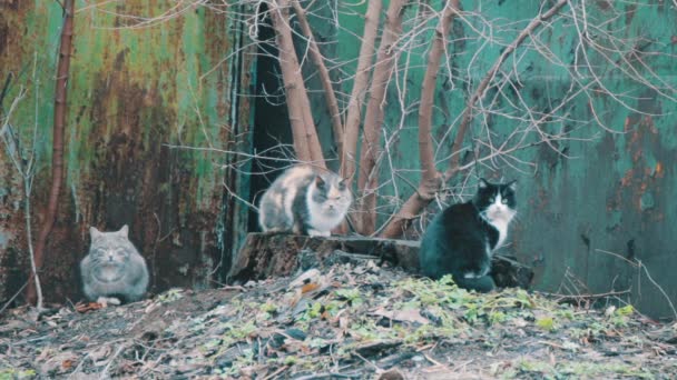 Tres gatos sentados en la calle — Vídeo de stock